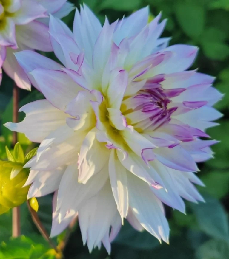 Crazy Love dahlia — RiversDahlias.com